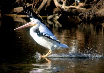 Obraz premium American White Pelican Landing