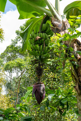 A large bunch of green bananas grows in the tropical forest. Banana (lat. Musa) is a genus of perennial herbaceous plants of the Banana group (Musaceae).