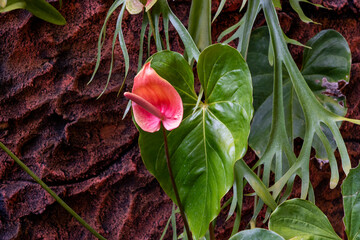 Red Anthurium flower grows against the background of a stone wall in a tropical garden. Anthurium (lat. Anthúrium) is a genus of evergreen plants of the Araceae family (Araceae).