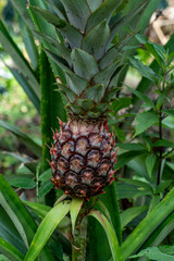 Pineapple grows in the forest among green leaves. A perennial herbaceous plant, a species of the genus Ananas of the Bromeliaceae family.