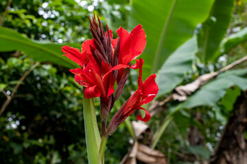 Bright red Canna flowers grow among green leaves in a tropical rainforest. The tubers of the plant are used in food in baked form; they contain a lot of starch.