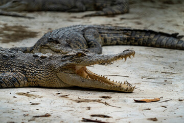A saltwater crocodile (Crocodylus porosus) lies on the ground with its mouth open. Its open mouth grows large, sharp teeth. With his open mouth he regulates body temperature.