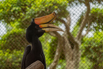 A hornbill (lat. Bucerotidae) sits in a cage at the city zoo. 
Its large forked beak is clearly visible.