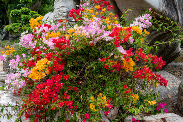Multicolored bougainvillea flowers growing among large stones in a tropical urban garden.