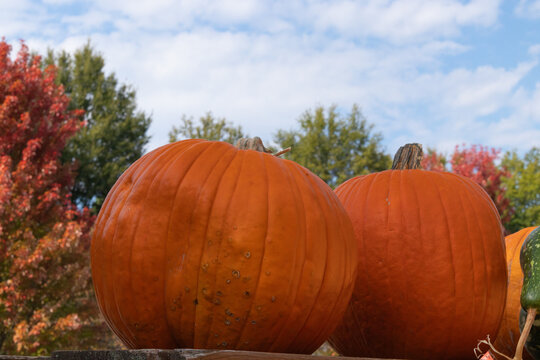 two large orange pumpkins up close with red maple and cloudy autumn sky.