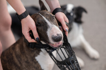 The owner puts a muzzle on a bull terrier dog on a walk outdoors.