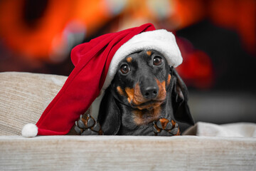 Funny dog dachshund in santa hat peeks out welcomes guests with paws giving high five at festive Christmas party. Pet advertisement for cute holiday card. Puppy play hide-and-seek in New Year costume