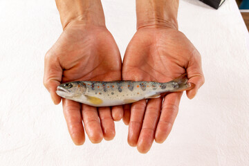 アマゴ　手持ち　Amago River fish © WWT Photo