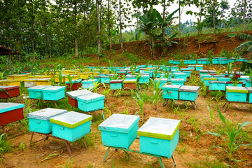 Honey bee farming using a large number of wooden boxes placed in the forest or garden under trees....