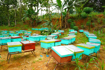 Honey bee farming using a large number of wooden boxes placed in the forest or garden under trees....