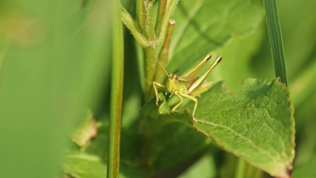 Macro Close-Up Of A Grasshopper playing on Its legs
