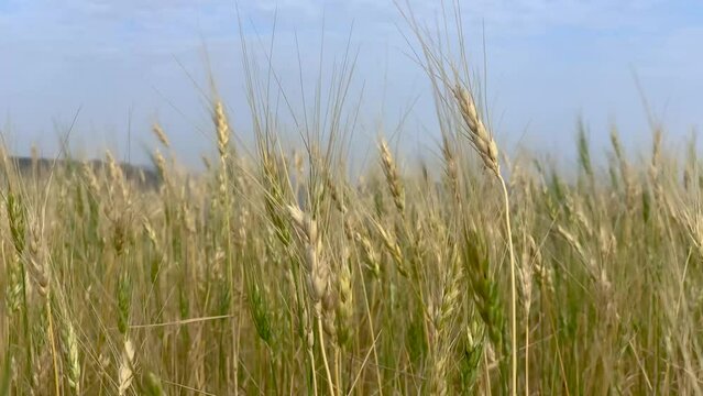 Wheat plants moving in the wind 4K 60fps Yemen