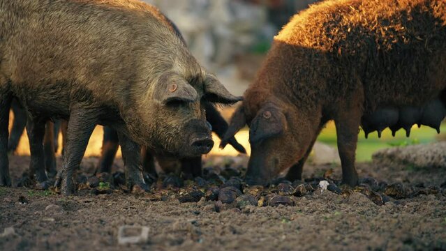 closeup view of mangalica pigs eating their food on the farm, hungarian breed. High quality 4k footage