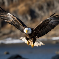 Fototapeta premium bald eagle in flight catching a fish.