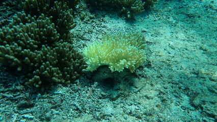 海の中で白化したサンゴのアップ