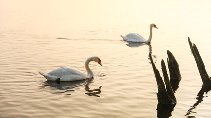 white swan glides serenely on tranquil sunset lake, embodying beauty, elegance, and tranquility in a pristine natural setting