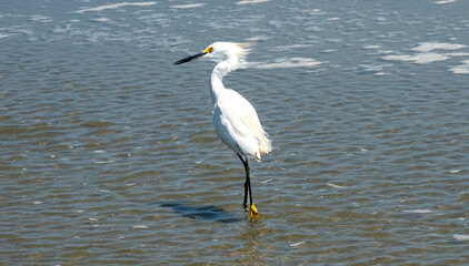 Egret at the beach