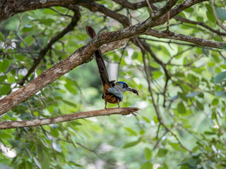 Blue-crowned Motmot seen from behind with an insect in its beak