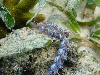 海の野中の砂地に生える海藻とムカデミノウミウミ（Pteraeolidia semperi ）