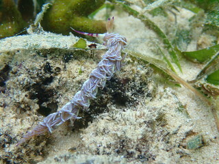 海の野中の砂地に生える海藻とムカデミノウミウミ（Pteraeolidia semperi ）