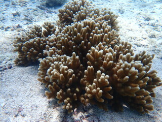白い砂地とYellow Finger coralのアップ