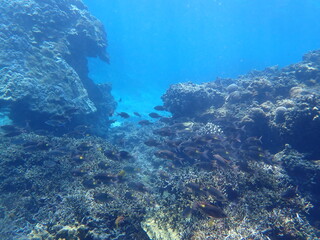 青く綺麗な海と様々なサンゴと熱帯魚が生息する風景