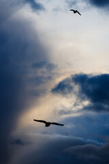 seagull in the sky