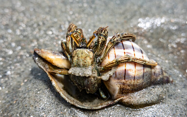 crab coming out of shell at beach