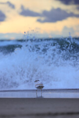 seagulls on the beach