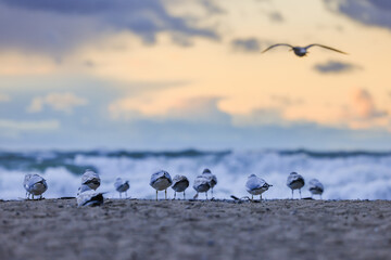 seagulls on the beach