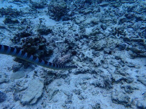 海の中を泳ぐウミヘビ（ヒロオウミヘビ）