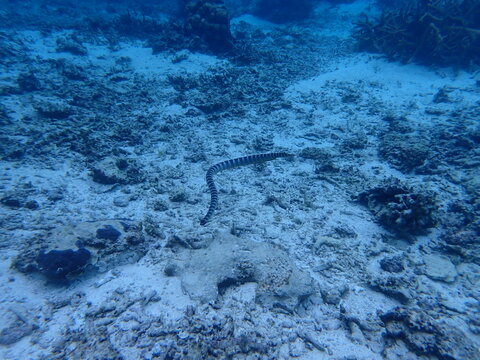 海の中を泳ぐウミヘビ（ヒロオウミヘビ）