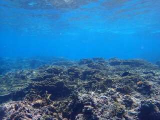 青く綺麗な海の中に様々なサンゴが生息する風景