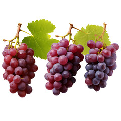 Fototapeta premium Wine grapes, table grapes. Fresh fruit. Miscellaneous, 32k resolution, best quality, clip art isolated on transparent background