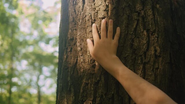 Touching a tree on sunny day in the park close up macro. Human in the forest friendly hugs a tree.