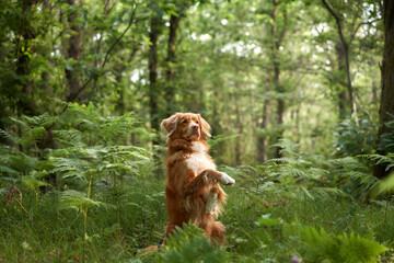 red dog in the forest. Nova Scotia Duck Retriever in nature. Adventure, traveling with a pet