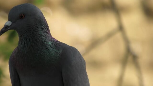 Columba livia rustica- Indian rock Pigeon in the wild - HD - ProRes