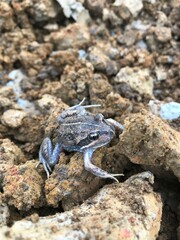 frog on rocks