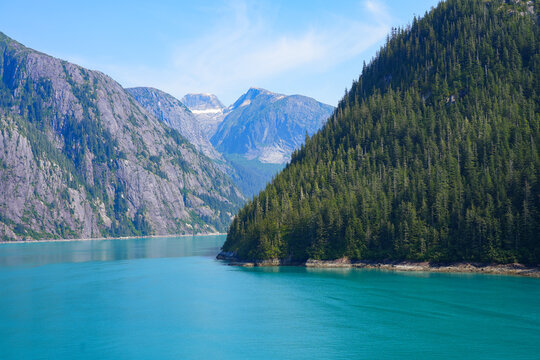 Arctic forest along the shore of Tracy Arm Fjord near Juneau in southeastern Alaska, USA