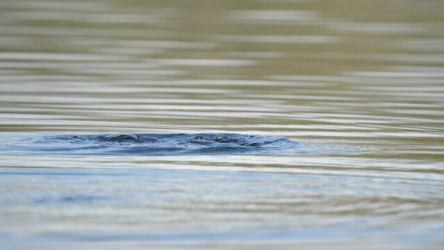 Male new zealand scaup aka black teal dives underwater  in slow motion