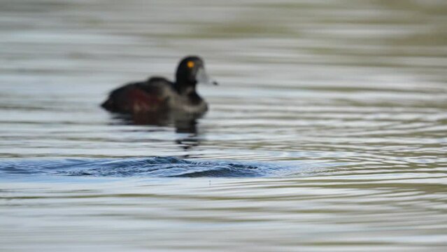 Female New Zealand Scaup duck dives underwater in slow motion on a lake