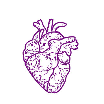 heart vector image illustration