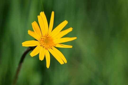 shows Arnica montana