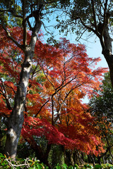 木々の中で赤く色づく紅葉