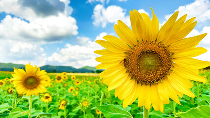 Fototapeta premium sunflowers of blue sky