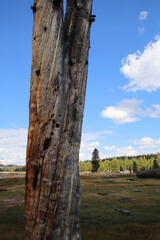 Naklejka premium Yosemite National Park Tuolumne Meadows