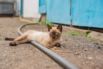 Siamese kitten lying on the ground in the village. High quality photo