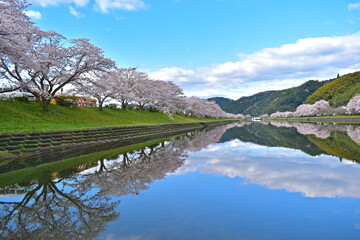 三刀屋川河川敷　桜　島根