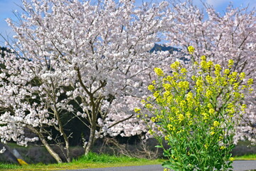 桜　菜の花　中国地方　桜並木　岡山