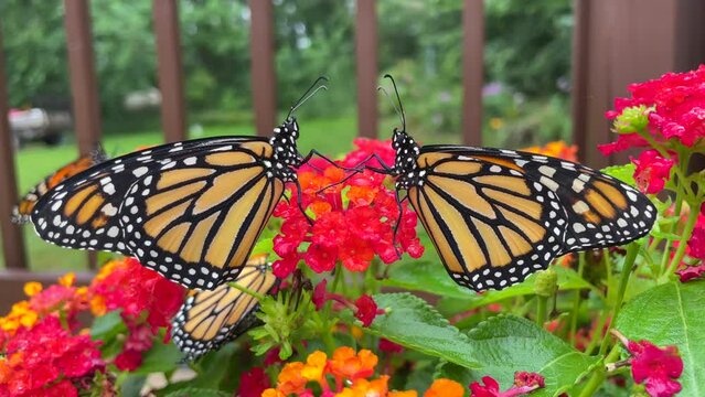 Couple of Monarch butterflies, Monarch butterflies, Lantana flower, monarch, monarch butterfly, insect, wings, fall season, monarch butterfly immigration
